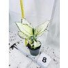 AGLAONEMA WHITE JOY