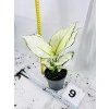 AGLAONEMA WHITE JOY