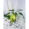 PHILODENDRON BURLE MARX VARIEGATED