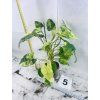 PHILODENDRON BURLE MARX VARIEGATED