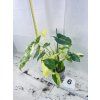PHILODENDRON BURLE MARX VARIEGATED