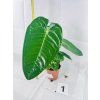 ANTHURIUM VEITCHII