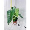 ANTHURIUM VEITCHII