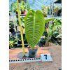 ANTHURIUM VEITCHII