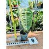 ANTHURIUM VEITCHII