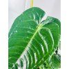 ANTHURIUM VEITCHII