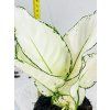 AGLAONEMA WHITE JOY