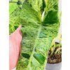PHILODENDRON PARAISO VERDE - XXL ROSTLINY