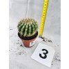 KAKTUS