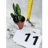 OPUNTIA