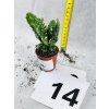 OPUNTIA