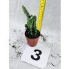 OPUNTIA