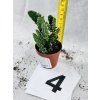 OPUNTIA