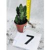 OPUNTIA