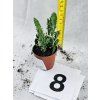 OPUNTIA