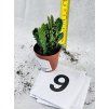 OPUNTIA