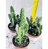 OPUNTIA