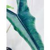 ALOCASIA ZEBRINA TIGRINA