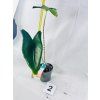 ALOCASIA ZEBRINA