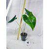 ALOCASIA ZEBRINA