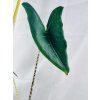 ALOCASIA ZEBRINA