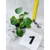 PILEA PEPEROMIODES