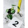 PILEA PEPEROMIODES