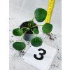 PILEA PEPEROMIODES