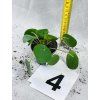 PILEA PEPEROMIODES