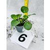PILEA PEPEROMIODES