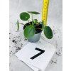 PILEA PEPEROMIODES