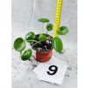 PILEA PEPEROMIODES
