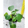 PILEA PEPEROMIODES