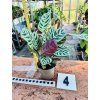 CALATHEA BURLE MARXII