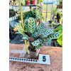 CALATHEA BURLE MARXII