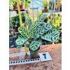 CALATHEA BURLE MARXII