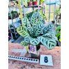 CALATHEA BURLE MARXII