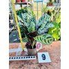 CALATHEA BURLE MARXII