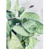 CALATHEA BURLE MARXII