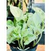 EPIPREMNUM HAPPY LEAF
