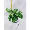 EPIPREMNUM GREEN ON GREEN