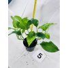 EPIPREMNUM GREEN ON GREEN