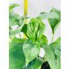 EPIPREMNUM GREEN ON GREEN