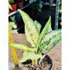 AGLAONEMA WHITE KIWI
