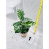 CALATHEA FREDDIE