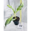 AGLAONEMA AQUA GREEN
