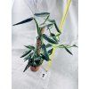 MONSTERA STANDLEYANA VARIEGATED