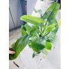 PHILODENDRON SILVER SWORD