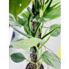 PHILODENDRON SILVER SWORD