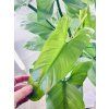 PHILODENDRON SILVER SWORD